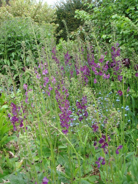 Verbascum phoeniceum 'Violetta'